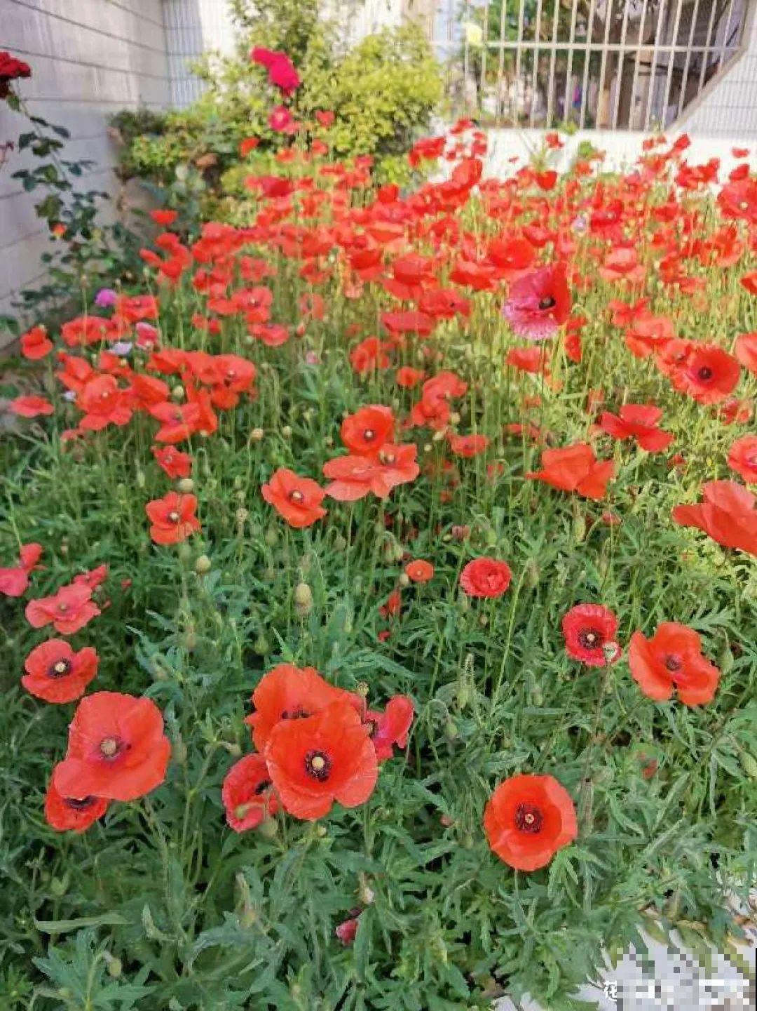 8种花是一次性的，开完就扔，别浪费时间！