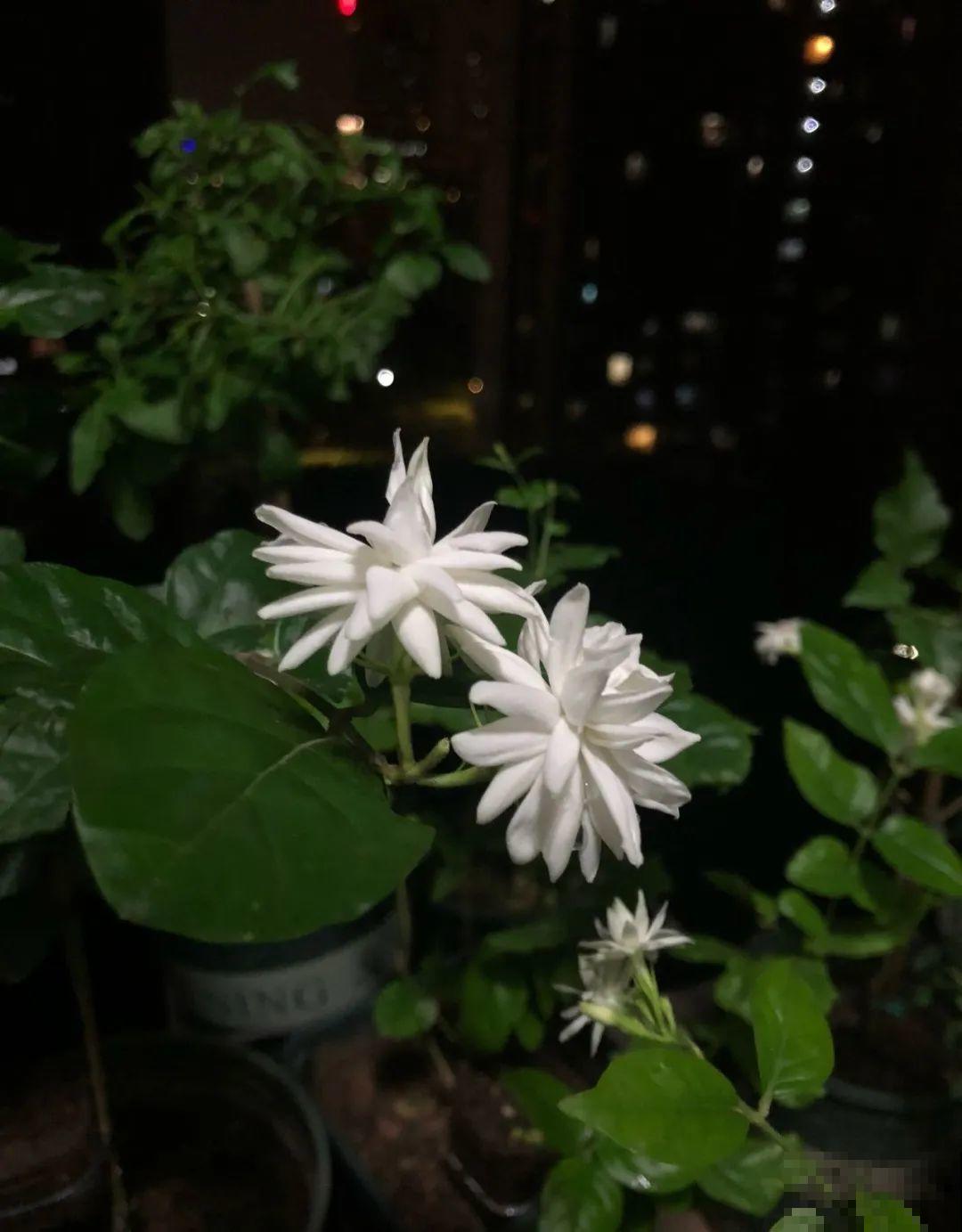 栀子、茉莉原来有5个品种，一个比一个香，叶子带花纹的更值钱！