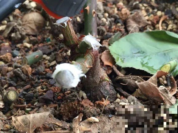 可以浇花的药,过期也要留着,保花不生虫、不生病! 可以浇花的药,过期也要留着,保花不生虫、不生病!