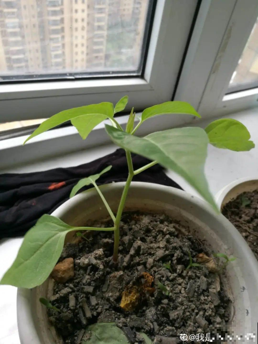 15种花繁殖力强，种子扔土里，呼呼冒出一大片