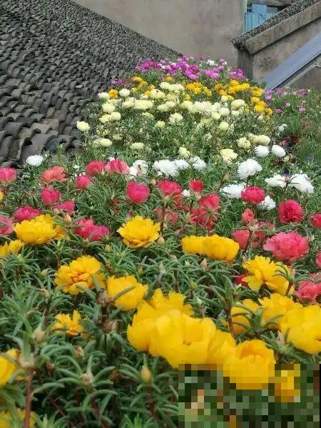 脚踩都不死的花，一开就是一大片，纯属懒人花卉