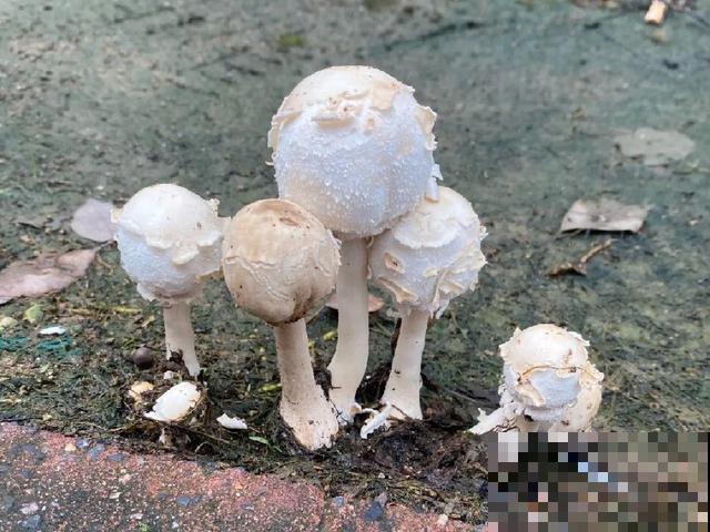 10种花有剧毒,遇到千万别乱碰,小心中毒! 10种花有剧毒,遇到千万别乱碰,小心中毒!