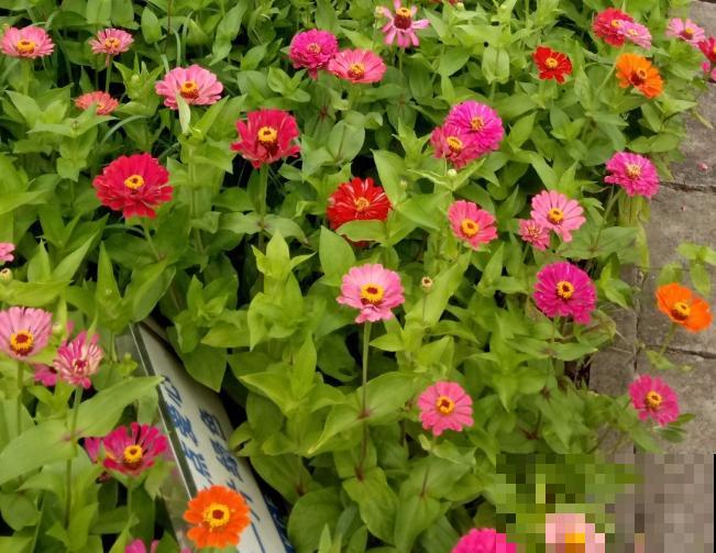 世界上品种最多的植物,没有之一,路边满大街都是! 世界上品种最多的植物,没有之一,路边满大街都是!