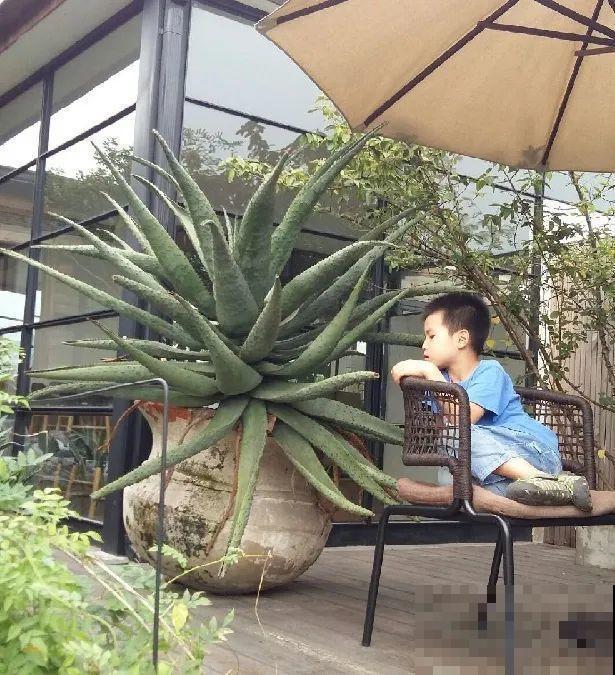 接近两米的天竺葵,比人还高,开花真霸气! 接近两米的天竺葵,比人还高,开花真霸气!