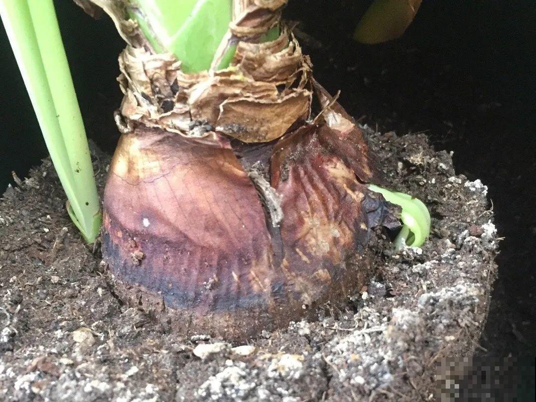 看到这些花,扭头就走,别买,谁买谁吃亏! 看到这些花,扭头就走,别买,谁买谁吃亏!