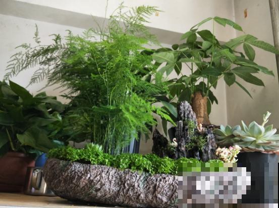 家里摆这3种花,气质好、有格调,客人来了都夸好! 家里摆这3种花,气质好、有格调,客人来了都夸好!