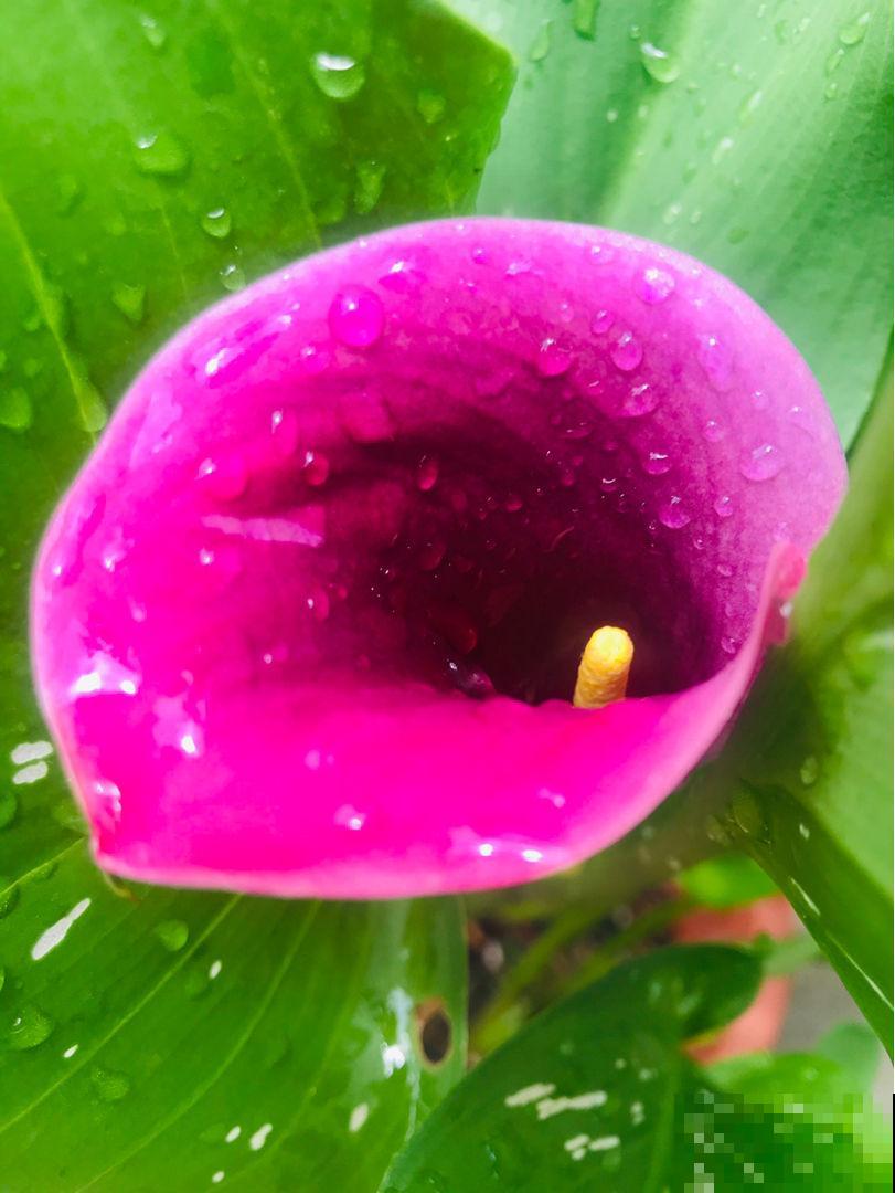 十二生肖花，每一种都代表一个属相，来看看你是哪一种