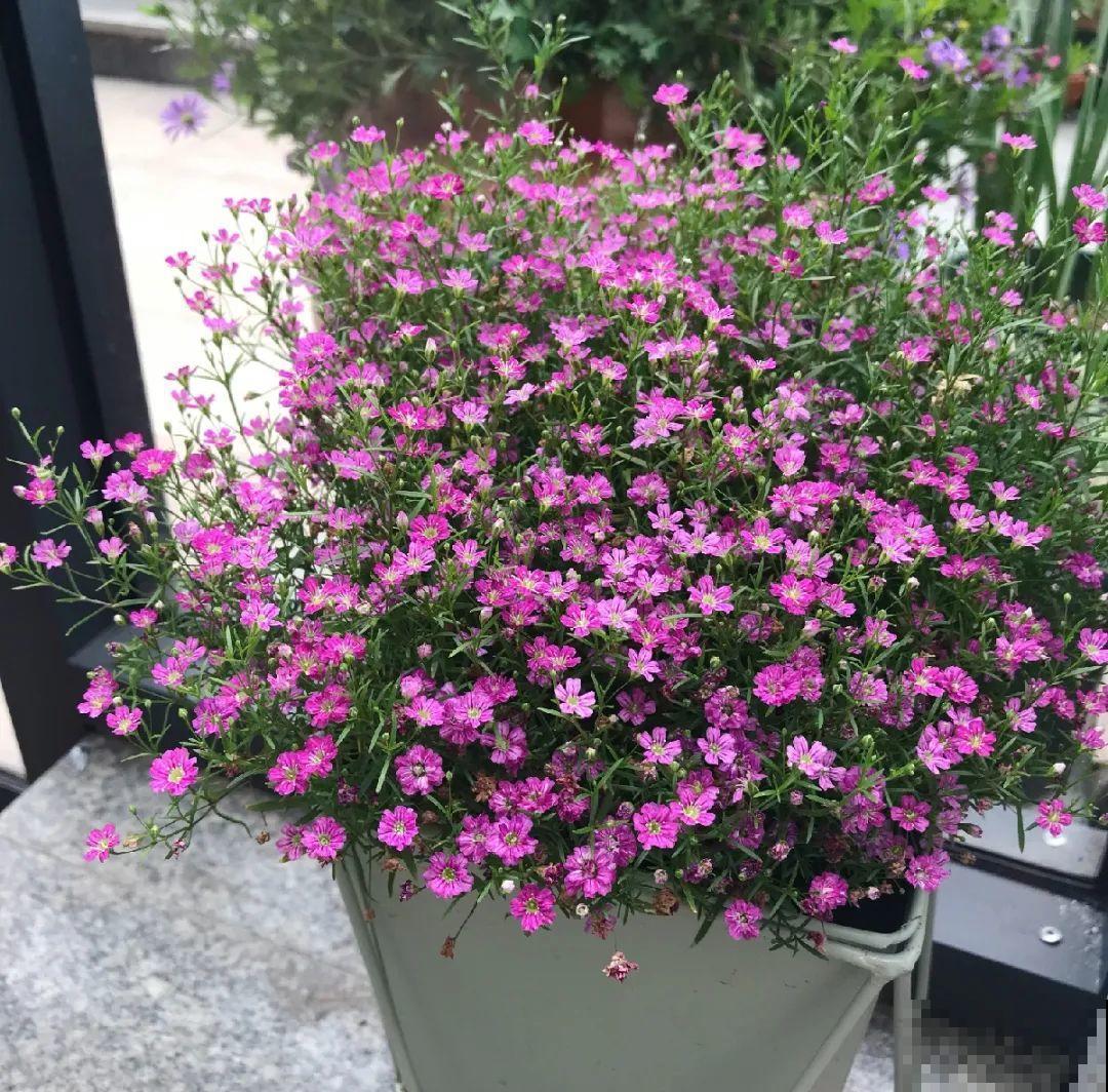 10种花,夏天怕淋雨,下雨赶紧搬进屋! 10种花,夏天怕淋雨,下雨赶紧搬进屋!