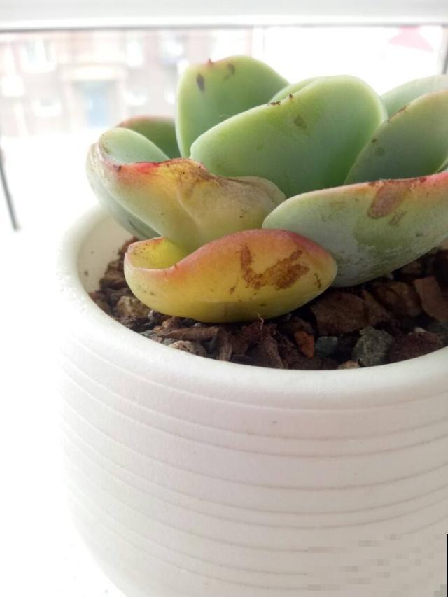 多肉化水,剪一刀消消毒,伤口重新长出小嫩芽 多肉化水,剪一刀消消毒,伤口重新长出小嫩芽