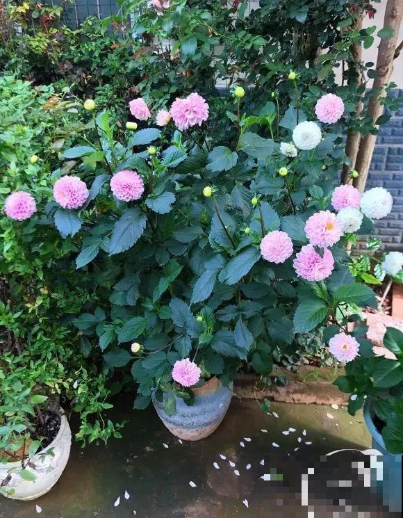 女儿辞职，回家养花，老爸说：15亩地，你负责养花，我负责蔬果！