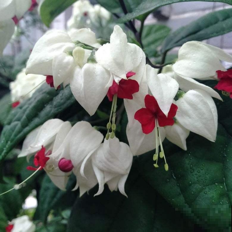 爱养花的女人，都有这7个特质