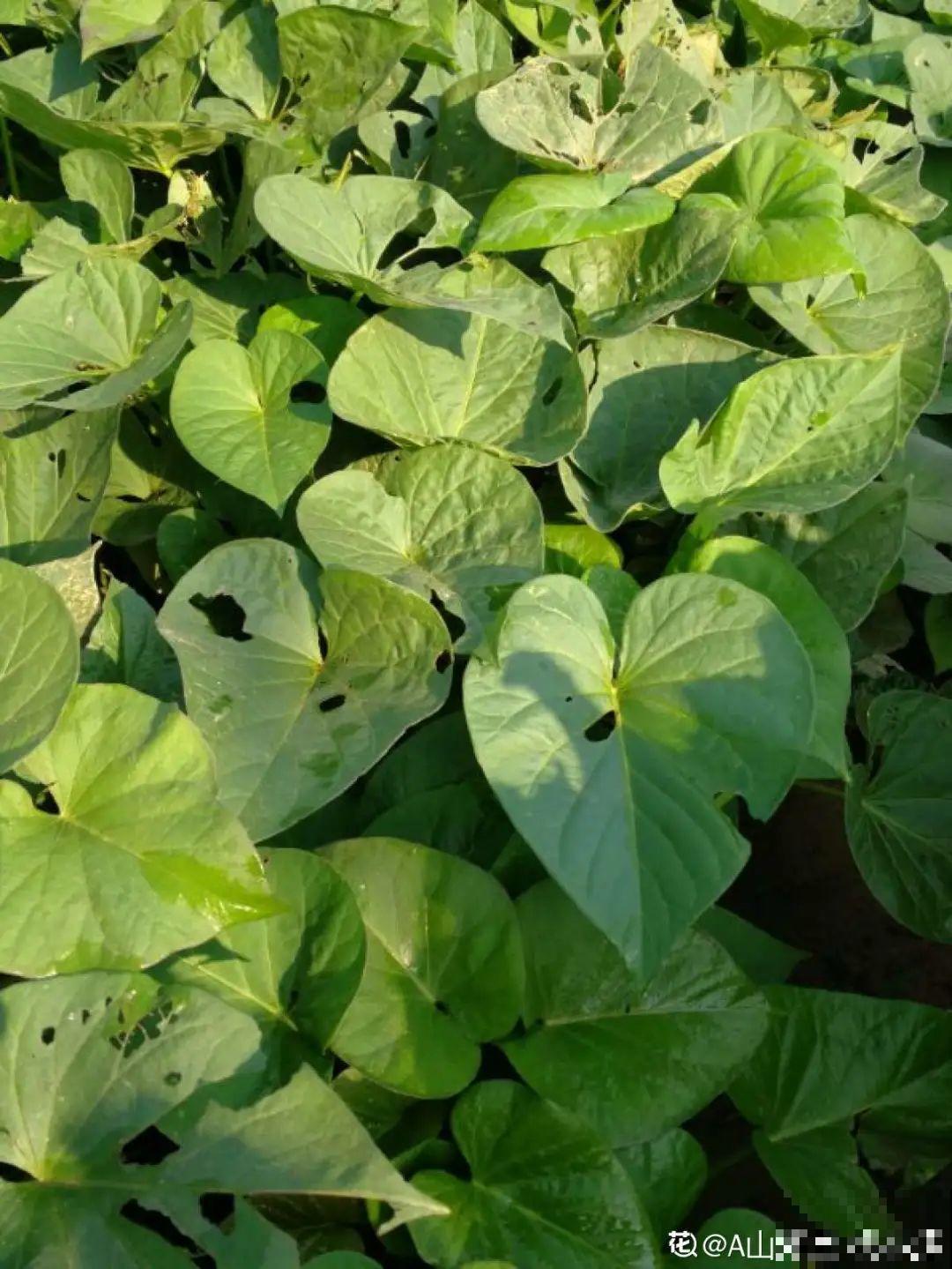 7月野菜金不换，2块钱一捆，凉拌吃格外香！