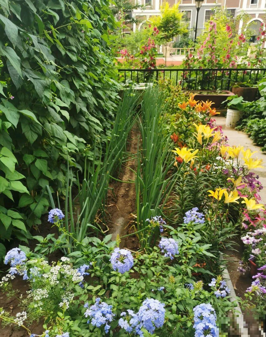 70岁老妈,一天也闲不住,院子里种满了花! 70岁老妈,一天也闲不住,院子里种满了花!