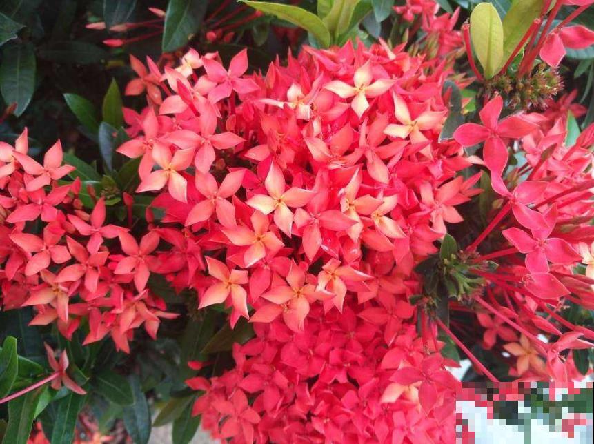 各国的国花,居然被他编成一首诗,太有才了! 各国的国花,居然被他编成一首诗,太有才了!