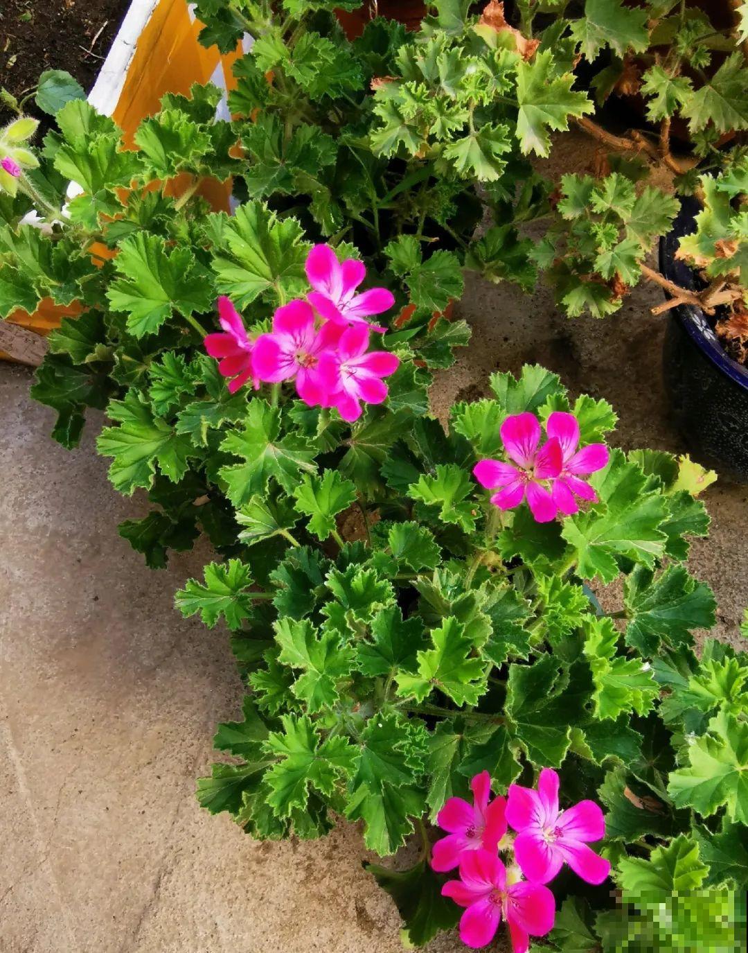 70岁老妈,一天也闲不住,院子里种满了花! 70岁老妈,一天也闲不住,院子里种满了花!