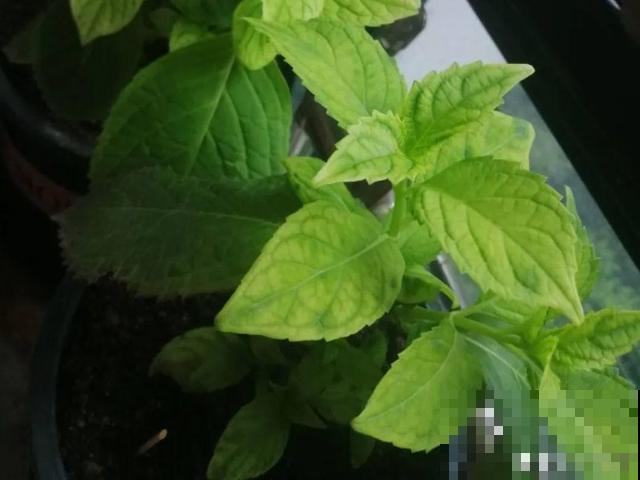 绣球老了不开花,这么养,老桩爆开上千朵花! 绣球老了不开花,这么养,老桩爆开上千朵花!