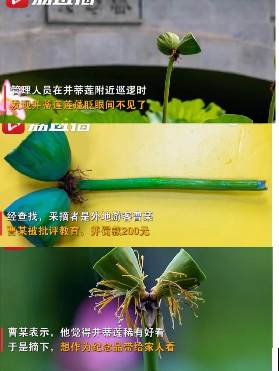 7种花不要随便挖，轻则罚款，重则坐牢！