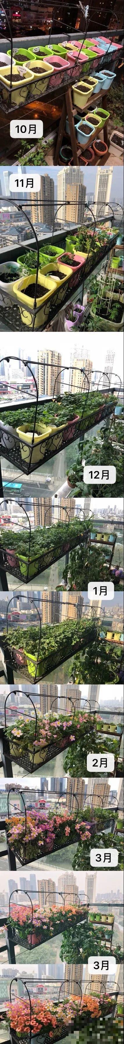 小阳台就养盆酢浆草,开花又爆又好看,多到家里堆不下 小阳台就养盆酢浆草,开花又爆又好看,多到家里堆不下