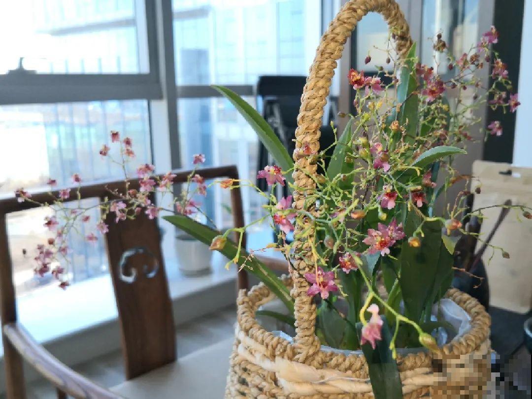 公认最好养的兰花,一次开花1000朵,满屋子兰香! 公认最好养的兰花,一次开花1000朵,满屋子兰香!