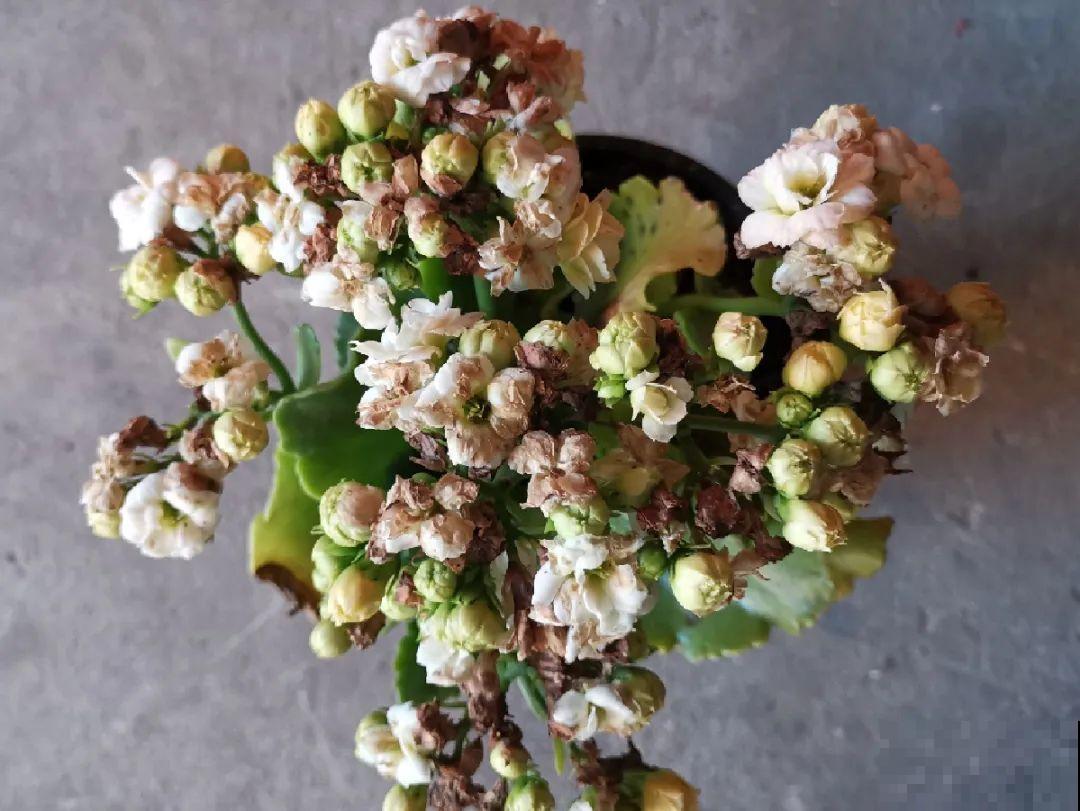 10种花,夏天怕淋雨,下雨赶紧搬进屋! 10种花,夏天怕淋雨,下雨赶紧搬进屋!