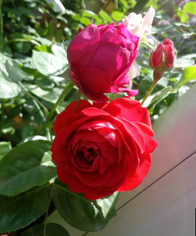 专属12星座的月季花,快看你的星座是什么月季吧! 专属12星座的月季花,快看你的星座是什么月季吧!