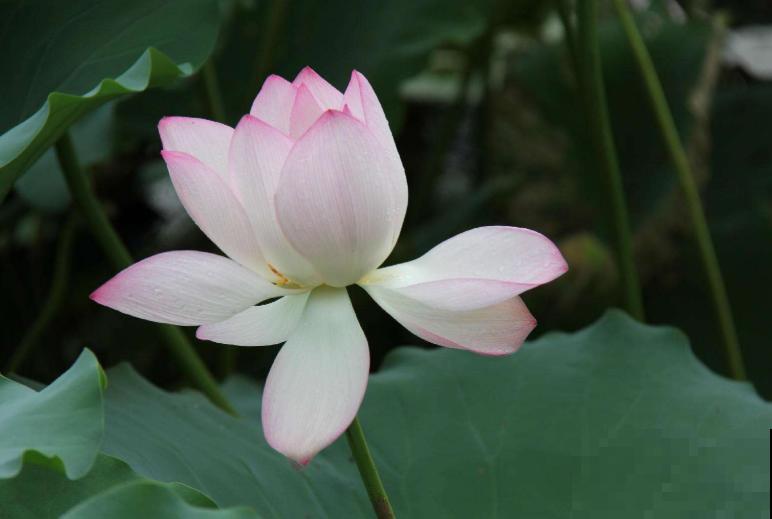 4种人间富贵花,雍容典雅、富贵逼人,一眼就被吸引了! 4种人间富贵花,雍容典雅、富贵逼人,一眼就被吸引了!