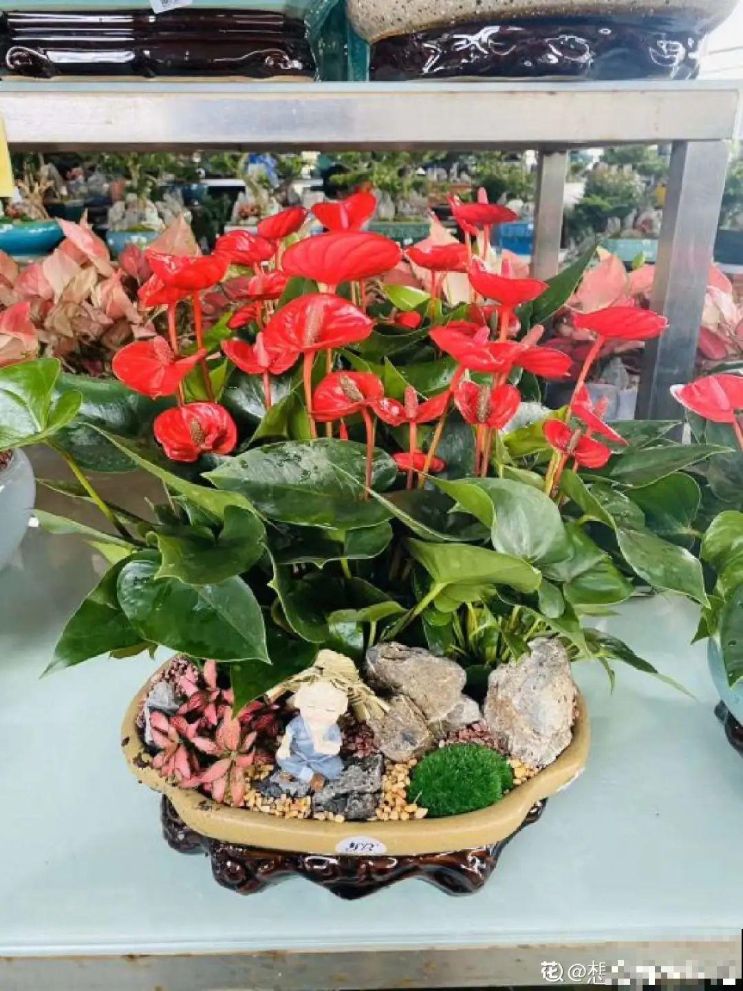 家里养盆松,代代出富翁,镇宅守家寓意好! 家里养盆松,代代出富翁,镇宅守家寓意好!