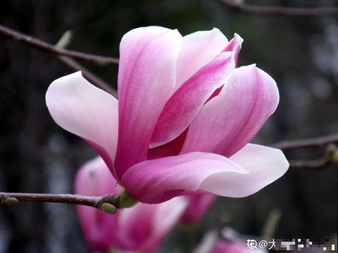 20种香水花,茶花排倒数,第一就是它! 20种香水花,茶花排倒数,第一就是它!