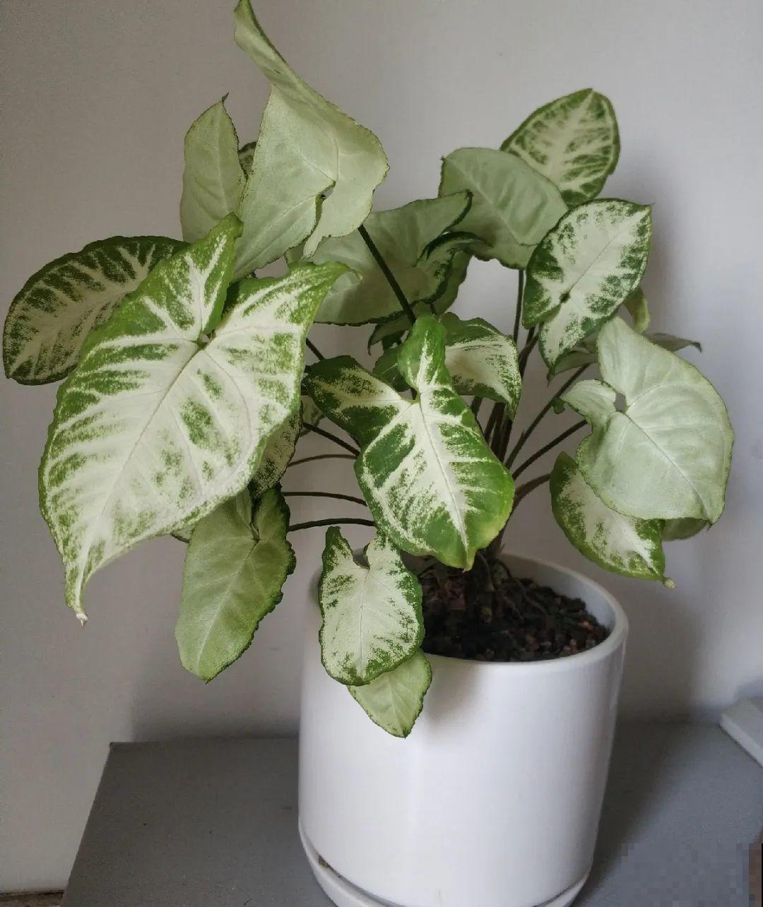 5种花,卧室不能养,离太近都不好! 5种花,卧室不能养,离太近都不好!