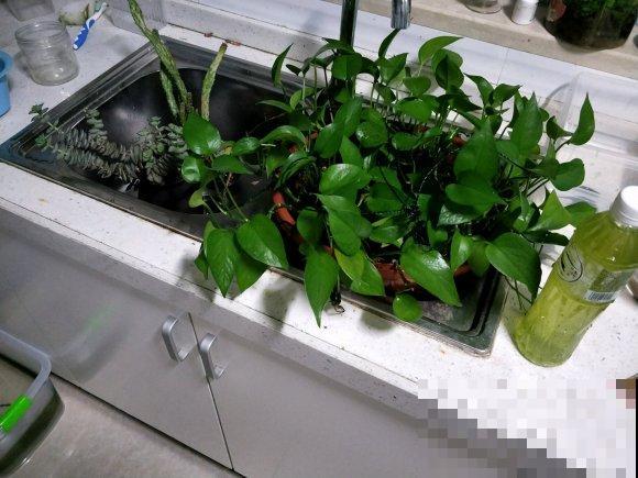 奇葩的养花方式,看得我目瞪口呆,长见识了! 奇葩的养花方式,看得我目瞪口呆,长见识了!