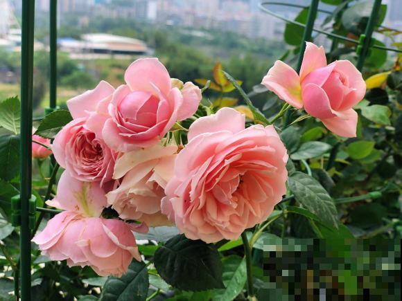 8款冷门月季,表现特别好,但是养的人不多! 8款冷门月季,表现特别好,但是养的人不多!