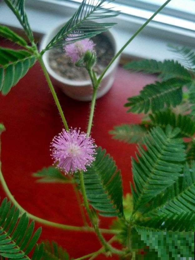 不适合老人养的7种花，身上带刺有危险，尽量不要碰