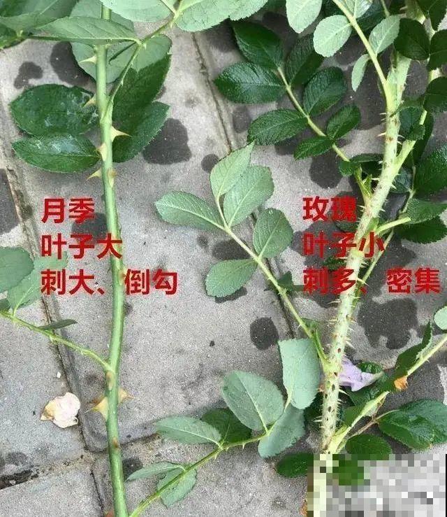 买花要瞪大眼睛，长得太像容易上当，大家要注意
