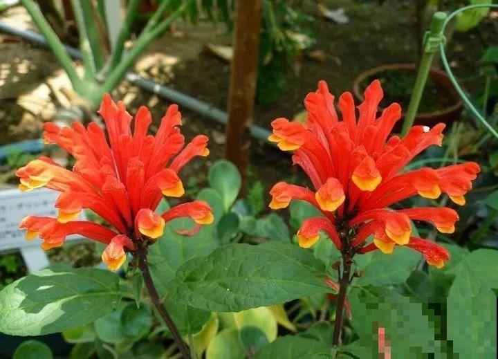 12种花，堪称“耐阴王”，比绿萝好看一万倍！