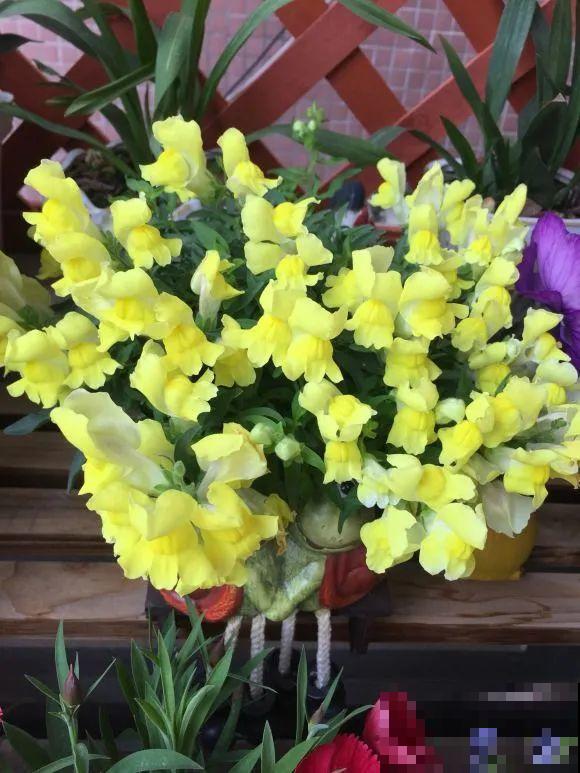 家里养这4种花，呼呼窜2米，开花成一串