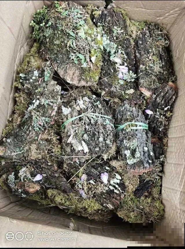 7种花不要随便挖，轻则罚款，重则坐牢！
