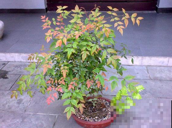 3种花要贱养，盆越小、开花越多，放大盆里容易死！