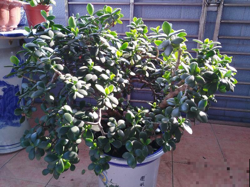 家里有这6种花,赶紧擦点啤酒,叶子长得黑绿油亮! 家里有这6种花,赶紧擦点啤酒,叶子长得黑绿油亮!