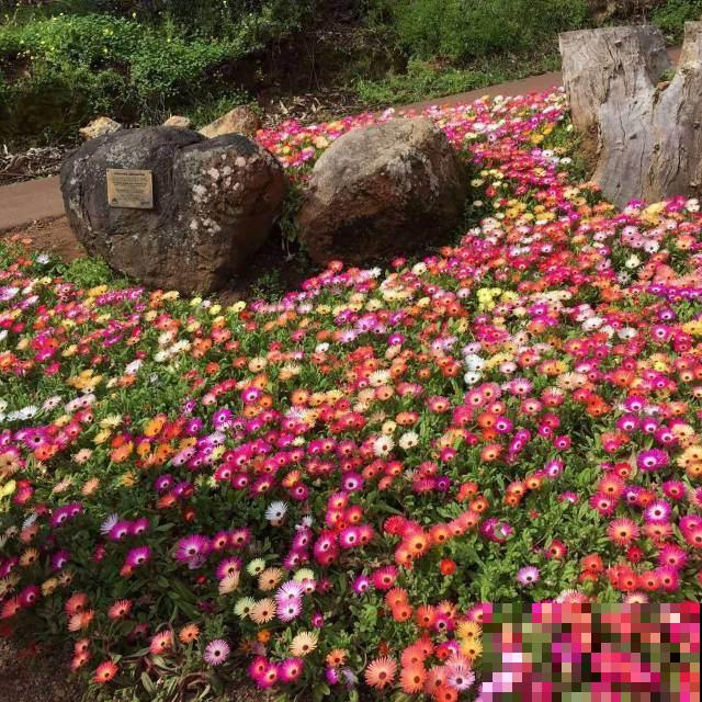 脚踩都不死的花，一开就是一大片，纯属懒人花卉