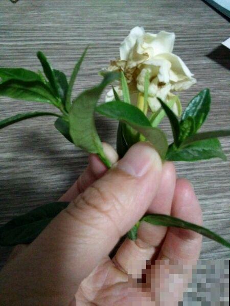 修剪最佳时机到了，有这花赶紧剪，晚了再也不开花！