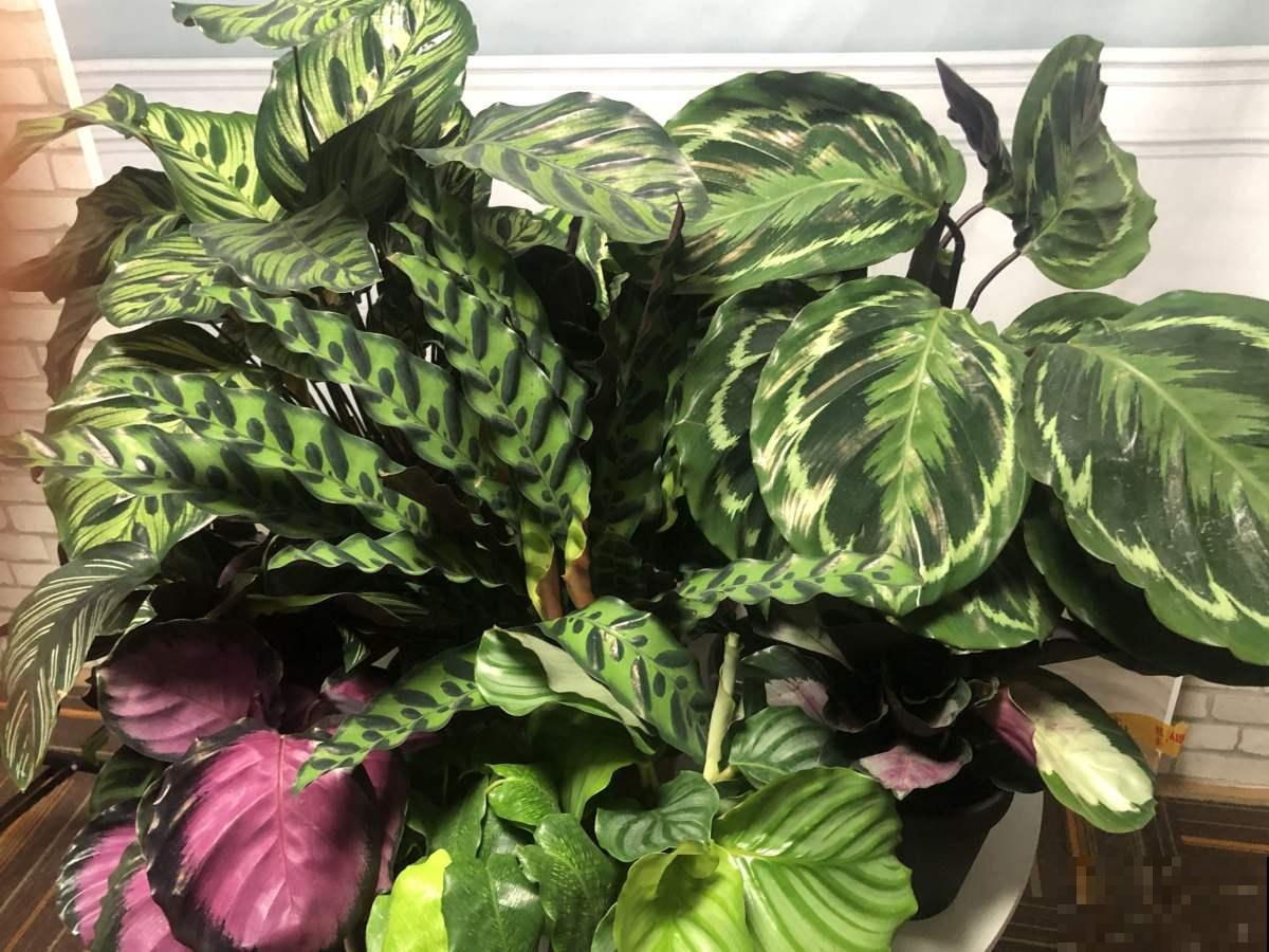 3种花最怕晒，一晒就枯死了，赶紧挪个地儿！