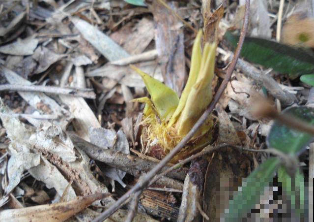 植物界2大成功定律:荷花定律、竹子定律! 植物界2大成功定律:荷花定律、竹子定律!
