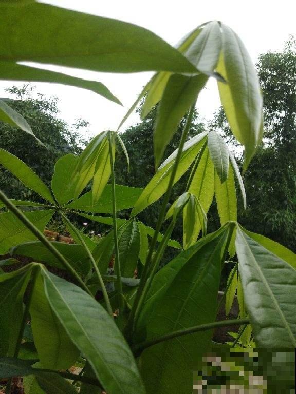 夏天屋里养盆花，好看好养，温度降低