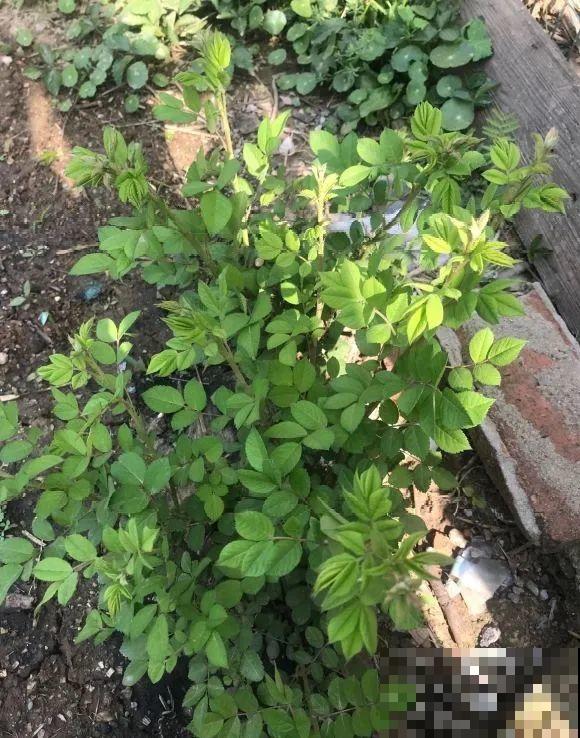 看到这些花,扭头就走,别买,谁买谁吃亏! 看到这些花,扭头就走,别买,谁买谁吃亏!