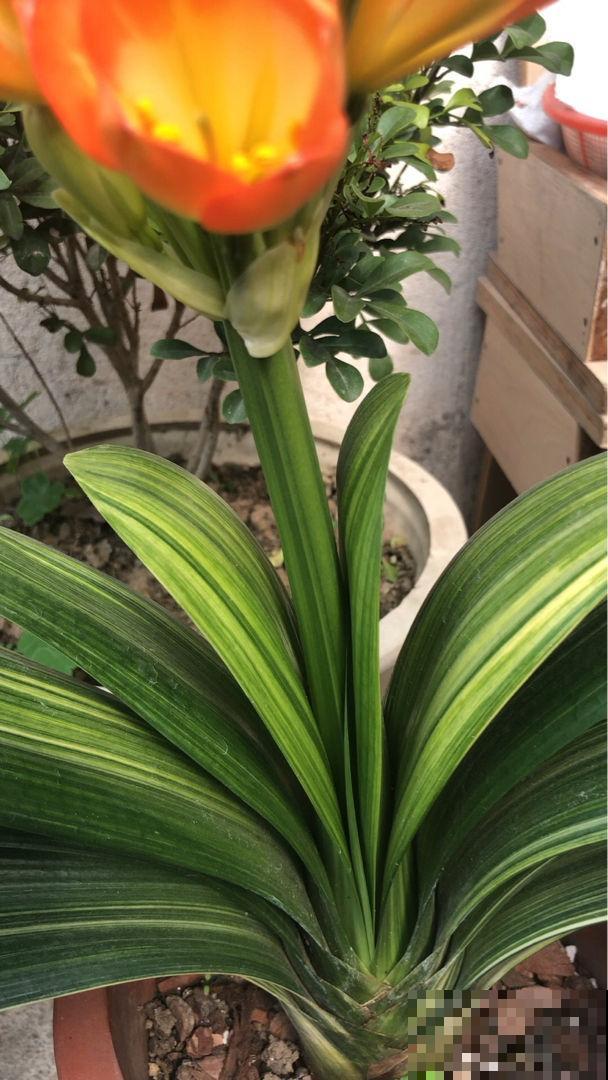 家里养盆龟背竹,香蕉皮擦擦叶,叶子绿油油,亮得直反光 家里养盆龟背竹,香蕉皮擦擦叶,叶子绿油油,亮得直反光