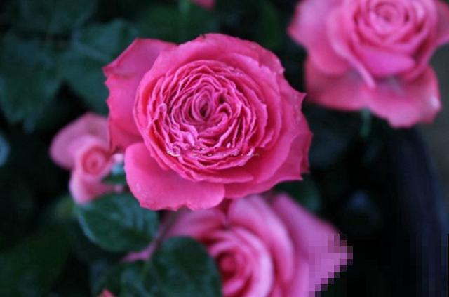 专属12星座的月季花,快看你的星座是什么月季吧! 专属12星座的月季花,快看你的星座是什么月季吧!