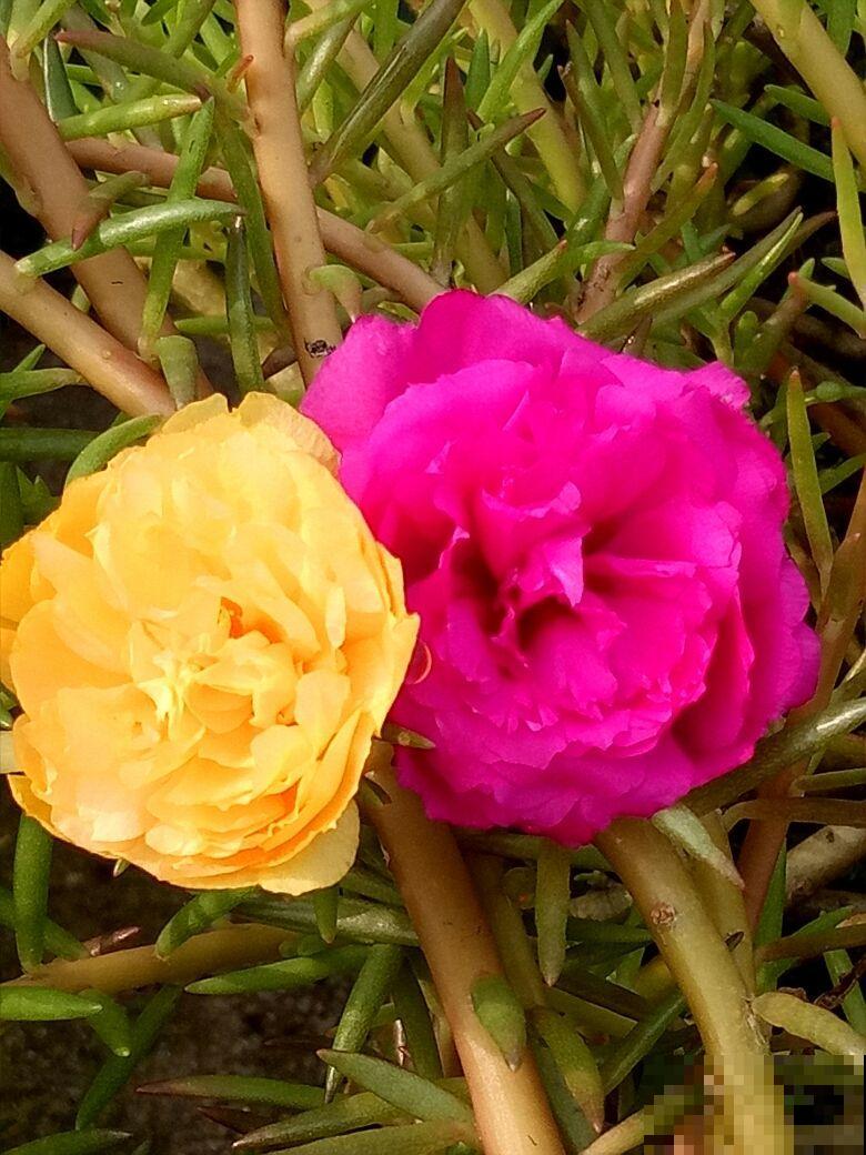 养花也是养身心，4个养花带来的好处，你中了几条？