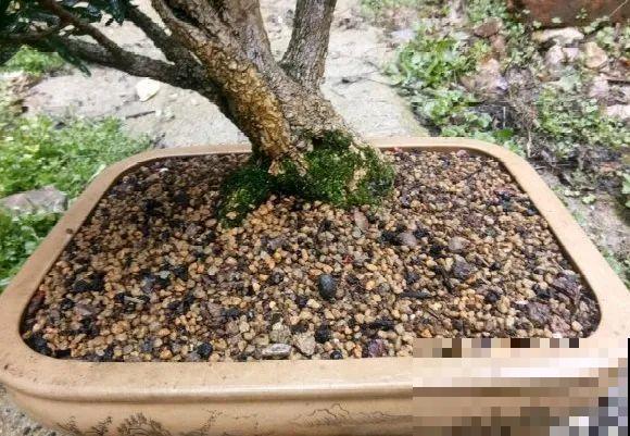 养这花，10年都不用换盆，照样养成传家宝