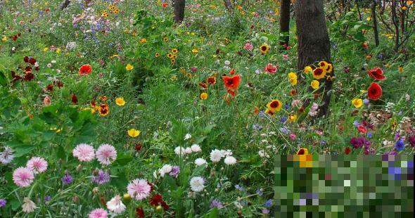 路边一种野花,能开2~3年不落,花瓣永不褪色! 路边一种野花,能开2~3年不落,花瓣永不褪色!