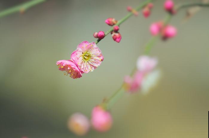 中国各城市市花，都在这里了，看看你所在的城市是什么花吧！